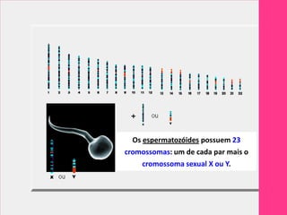 Os espermatozóides possuem 23
cromossomas: um de cada par mais o
     cromossoma sexual X ou Y.
 