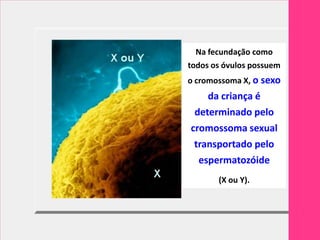 Na fecundação como
todos os óvulos possuem
o cromossoma X, o sexo
    da criança é
 determinado pelo
cromossoma sexual
 transportado pelo
  espermatozóide
       (X ou Y).
 