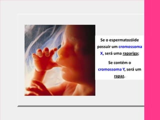 Se o espermatozóide
possuir um cromossoma
 X, será uma rapariga;

    Se contém o
cromossoma Y, será um
       rapaz.
 