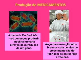 Produção de MEDICAMENTOS




A bactéria Escherichia
 coli consegue produzir
    insulina humana
 através da introdução    Ao juntarem-se glóbulos
       de um gene.         brancos com células de
                             crescimento rápido,
                           fabricam-se anticorpos
                                  e vacinas.
 