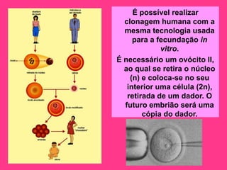 É possível realizar
  clonagem humana com a
  mesma tecnologia usada
     para a fecundação in
             vitro.
É necessário um ovócito II,
  ao qual se retira o núcleo
    (n) e coloca-se no seu
   interior uma célula (2n),
   retirada de um dador. O
  futuro embrião será uma
        cópia do dador.
 