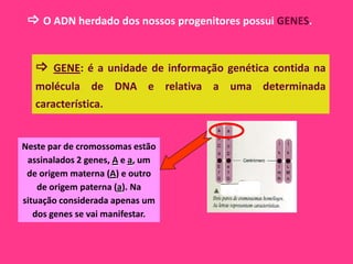  O ADN herdado dos nossos progenitores possui GENES.


    GENE: é a unidade de informação genética contida na
   molécula de DNA e relativa a uma determinada
   característica.


Neste par de cromossomas estão
 assinalados 2 genes, A e a, um
 de origem materna (A) e outro
    de origem paterna (a). Na
situação considerada apenas um
   dos genes se vai manifestar.
 
