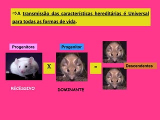 A transmissão das características hereditárias é Universal
para todas as formas de vida.



Progenitora          Progenitor



               X                   =            Descendentes




RECESSIVO          DOMINANTE
 