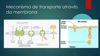 Mecanismo de transporte através
da membrana
 