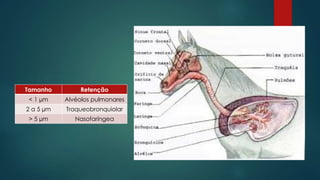 Tamanho Retenção
< 1 µm Alvéolos pulmonares
2 a 5 µm Traqueobronquiolar
> 5 µm Nasofaríngea
 
