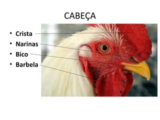 CABEÇA
• Crista
• Narinas
• Bico
• Barbela
 
