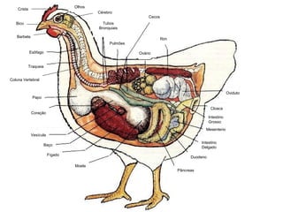 Esôfago
Traqueia
Papo
Coração
Vesícula
Baço
Fígado
Moela
Pâncreas
Duodeno
Intestino
Delgado
Intestino
Grosso
Cloaca
Oviduto
Rim
Ovário
Cecos
Olhos
Pulmões
Bico
Crista
Barbela
Cérebro
Coluna Vertebral
Tubos
Bronquiais
Mesenterio
 