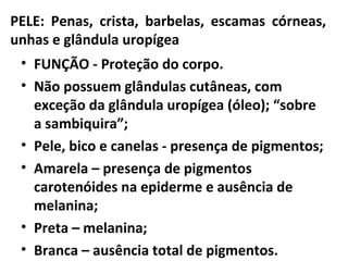 PELE: Penas, crista, barbelas, escamas córneas,
unhas e glândula uropígea
• FUNÇÃO - Proteção do corpo.
• Não possuem glândulas cutâneas, com
exceção da glândula uropígea (óleo); “sobre
a sambiquira”;
• Pele, bico e canelas - presença de pigmentos;
• Amarela – presença de pigmentos
carotenóides na epiderme e ausência de
melanina;
• Preta – melanina;
• Branca – ausência total de pigmentos.
 