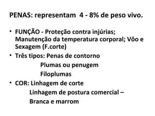 PENAS: representam 4 - 8% de peso vivo.
• FUNÇÃO - Proteção contra injúrias;
Manutenção da temperatura corporal; Vôo e
Sexagem (F.corte)
• Três tipos: Penas de contorno
Plumas ou penugem
Filoplumas
• COR: Linhagem de corte
Linhagem de postura comercial –
Branca e marrom
 