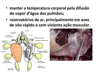 • manter a temperatura corporal pela difusão
do vapor d’água dos pulmões;
• reservatórios de ar, principalmente em aves
de vôo rápido e com violenta ação muscular.
 
