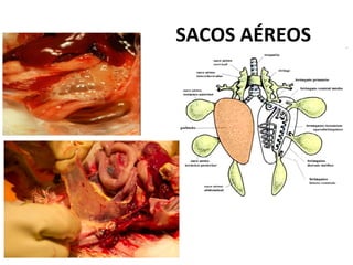 SACOS AÉREOS
 