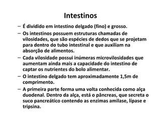 Intestinos
– É dividido em intestino delgado (fino) e grosso.
– Os intestinos possuem estruturas chamadas de
vilosidades, que são espécies de dedos que se projetam
para dentro do tubo intestinal e que auxiliam na
absorção de alimentos.
– Cada vilosidade possui inúmeras microvilosidades que
aumentam ainda mais a capacidade do intestino de
captar os nutrientes do bolo alimentar.
– O intestino delgado tem aproximadamente 1,5m de
comprimento.
– A primeira parte forma uma volta conhecida como alça
duodenal. Dentro da alça, está o pâncreas, que secreta o
suco pancreático contendo as enzimas amilase, lípase e
tripsina.
 