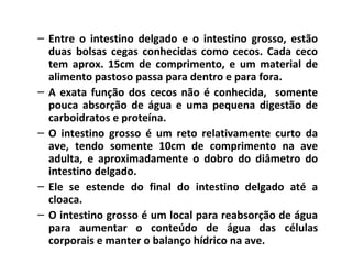 – Entre o intestino delgado e o intestino grosso, estão
duas bolsas cegas conhecidas como cecos. Cada ceco
tem aprox. 15cm de comprimento, e um material de
alimento pastoso passa para dentro e para fora.
– A exata função dos cecos não é conhecida, somente
pouca absorção de água e uma pequena digestão de
carboidratos e proteína.
– O intestino grosso é um reto relativamente curto da
ave, tendo somente 10cm de comprimento na ave
adulta, e aproximadamente o dobro do diâmetro do
intestino delgado.
– Ele se estende do final do intestino delgado até a
cloaca.
– O intestino grosso é um local para reabsorção de água
para aumentar o conteúdo de água das células
corporais e manter o balanço hídrico na ave.
 