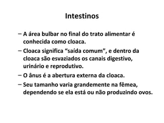 Intestinos
– A área bulbar no final do trato alimentar é
conhecida como cloaca.
– Cloaca significa “saída comum”, e dentro da
cloaca são esvaziados os canais digestivo,
urinário e reprodutivo.
– O ânus é a abertura externa da cloaca.
– Seu tamanho varia grandemente na fêmea,
dependendo se ela está ou não produzindo ovos.
 