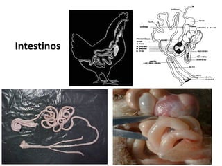 Intestinos
 