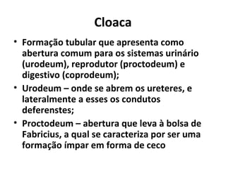 Cloaca
• Formação tubular que apresenta como
abertura comum para os sistemas urinário
(urodeum), reprodutor (proctodeum) e
digestivo (coprodeum);
• Urodeum – onde se abrem os ureteres, e
lateralmente a esses os condutos
deferenstes;
• Proctodeum – abertura que leva à bolsa de
Fabricius, a qual se caracteriza por ser uma
formação ímpar em forma de ceco
 
