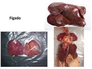 Fígado
 