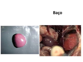 Baço
 