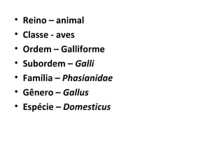 • Reino – animal
• Classe - aves
• Ordem – Galliforme
• Subordem – Galli
• Família – Phasianidae
• Gênero – Gallus
• Espécie – Domesticus
 