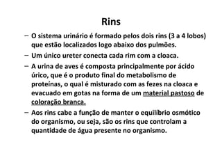 Rins
– O sistema urinário é formado pelos dois rins (3 a 4 lobos)
que estão localizados logo abaixo dos pulmões.
– Um único ureter conecta cada rim com a cloaca.
– A urina de aves é composta principalmente por ácido
úrico, que é o produto final do metabolismo de
proteínas, o qual é misturado com as fezes na cloaca e
evacuado em gotas na forma de um material pastoso de
coloração branca.
– Aos rins cabe a função de manter o equilíbrio osmótico
do organismo, ou seja, são os rins que controlam a
quantidade de água presente no organismo.
 