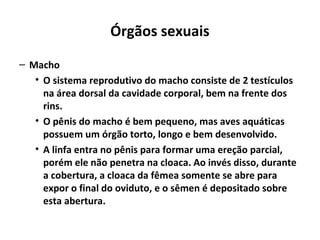 Órgãos sexuais
– Macho
• O sistema reprodutivo do macho consiste de 2 testículos
na área dorsal da cavidade corporal, bem na frente dos
rins.
• O pênis do macho é bem pequeno, mas aves aquáticas
possuem um órgão torto, longo e bem desenvolvido.
• A linfa entra no pênis para formar uma ereção parcial,
porém ele não penetra na cloaca. Ao invés disso, durante
a cobertura, a cloaca da fêmea somente se abre para
expor o final do oviduto, e o sêmen é depositado sobre
esta abertura.
 