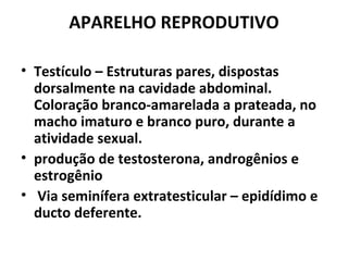 APARELHO REPRODUTIVO
• Testículo – Estruturas pares, dispostas
dorsalmente na cavidade abdominal.
Coloração branco-amarelada a prateada, no
macho imaturo e branco puro, durante a
atividade sexual.
• produção de testosterona, androgênios e
estrogênio
• Via seminífera extratesticular – epidídimo e
ducto deferente.
 