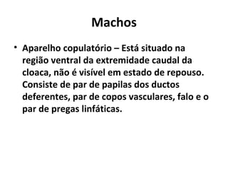 Machos
• Aparelho copulatório – Está situado na
região ventral da extremidade caudal da
cloaca, não é visível em estado de repouso.
Consiste de par de papilas dos ductos
deferentes, par de copos vasculares, falo e o
par de pregas linfáticas.
 