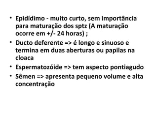 • Epidídimo - muito curto, sem importância
para maturação dos sptz (A maturação
ocorre em +/- 24 horas) ;
• Ducto deferente => é longo e sinuoso e
termina em duas aberturas ou papilas na
cloaca
• Espermatozóide => tem aspecto pontiagudo
• Sêmen => apresenta pequeno volume e alta
concentração
 