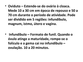 • Oviduto – Estende-se do ovário à cloaca.
Mede 10 a 30 cm em época de repouso e 50 a
70 cm durante o período de atividade. Pode
ser dividido em 5 regiões: infundíbulo,
magnum, istmo, útero e vagina.
• Infundíbulo – Formato de funil. Quando o
óvulo atinge a maturidade, rompe-se o
folículo e a gema cai no infundíbulo –
ovulação. 10 a 20 minutos.
 