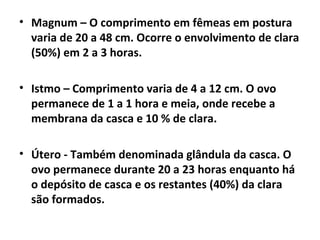 • Magnum – O comprimento em fêmeas em postura
varia de 20 a 48 cm. Ocorre o envolvimento de clara
(50%) em 2 a 3 horas.
• Istmo – Comprimento varia de 4 a 12 cm. O ovo
permanece de 1 a 1 hora e meia, onde recebe a
membrana da casca e 10 % de clara.
• Útero - Também denominada glândula da casca. O
ovo permanece durante 20 a 23 horas enquanto há
o depósito de casca e os restantes (40%) da clara
são formados.
 