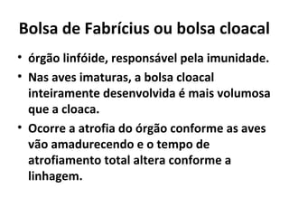 Bolsa de Fabrícius ou bolsa cloacal
• órgão linfóide, responsável pela imunidade.
• Nas aves imaturas, a bolsa cloacal
inteiramente desenvolvida é mais volumosa
que a cloaca.
• Ocorre a atrofia do órgão conforme as aves
vão amadurecendo e o tempo de
atrofiamento total altera conforme a
linhagem.
 