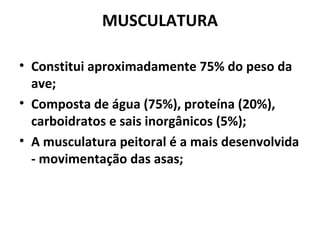 MUSCULATURA
• Constitui aproximadamente 75% do peso da
ave;
• Composta de água (75%), proteína (20%),
carboidratos e sais inorgânicos (5%);
• A musculatura peitoral é a mais desenvolvida
- movimentação das asas;
 