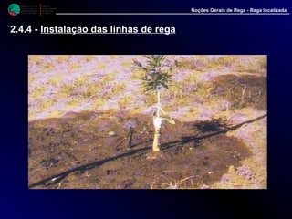 M i n i s t é r i o d a
A g r i c u l t u r a ,
do Desenvolvimento
Rural e das Pescas
DRAALG
Direcção Regional
de Agricultura
do Algarve
Noções Gerais de Rega - Rega localizada
2.4.4 - Instalação das linhas de rega
 