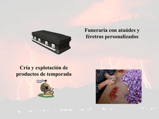 Funeraria con ataúdes y féretros personalizados Cría y explotación de productos de temporada 