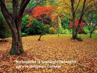 No esperes la nostalgia del otoño  para recordar un consejo . . . 