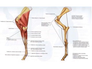 Noções sobre anatomia e fisiologia dos animais domésticos | PPS