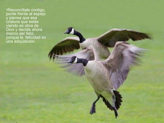 Reconcíliate contigo, ponte frente al espejo y piensa que esa criatura que estás  viendo es obra de Dios y decide ahora mismo ser feliz, porque la  felicidad es una adquisición.   