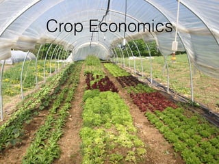 Crop Economics
 