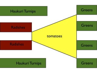 Haukuri Turnips
Haukuri Turnips
Radishes
Radishes
tomatoes
Greens
Greens
Greens
Greens
 