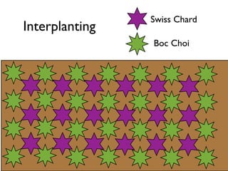Interplanting
Swiss Chard
Boc Choi
 