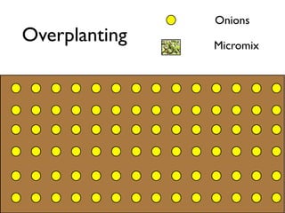 Overplanting
Onions
Micromix
 
