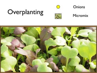 Overplanting
Onions
Micromix
 