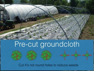 Pre-cut groundcloth
Cut X’s not round holes to reduce weeds
 