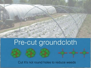 Pre-cut groundcloth
Cut X’s not round holes to reduce weeds
 