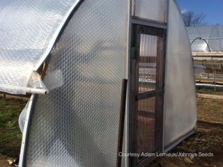 Courtesy Adam Lemieux/Johnnys Seeds
 