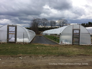 Courtesy Adam Lemieux/Johnnys Seeds
 