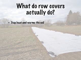 What do row covers
actually do?
• Trap heat and warms the soil
 