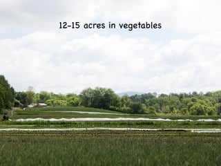 12-15 acres in vegetables
 