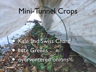 Mini-Tunnel Crops
• Kale and Swiss Chard
• Late Greens
• overwintered onions
 