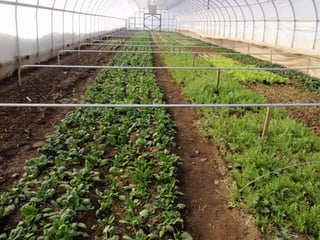 most of us with greens have gone to a rolling
system
 